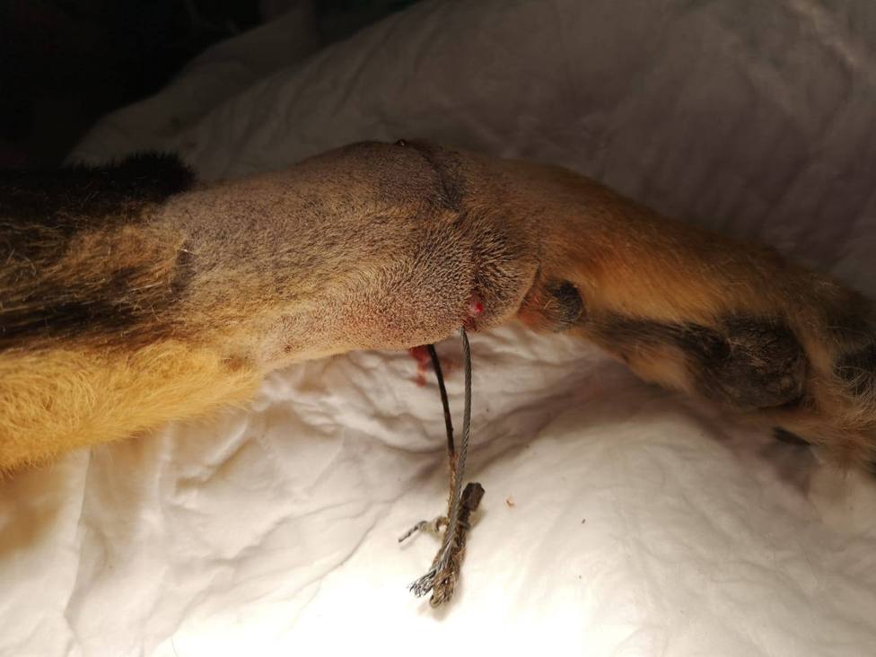 Aparece muerto un perro de caza en Mourente
