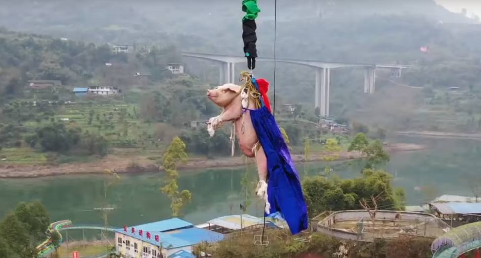El terrible final de un cerdo al que lanzaron al vacío, haciendo puenting, desde un parque de atracciones