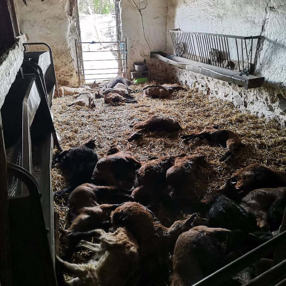 Un perro acaba con 25 cabras en una explotación de Quesos en La Rioja