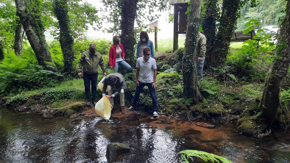 Los agentes ambientales de la Xunta de Galicia sueltan alevines de trucha en el río Xunco