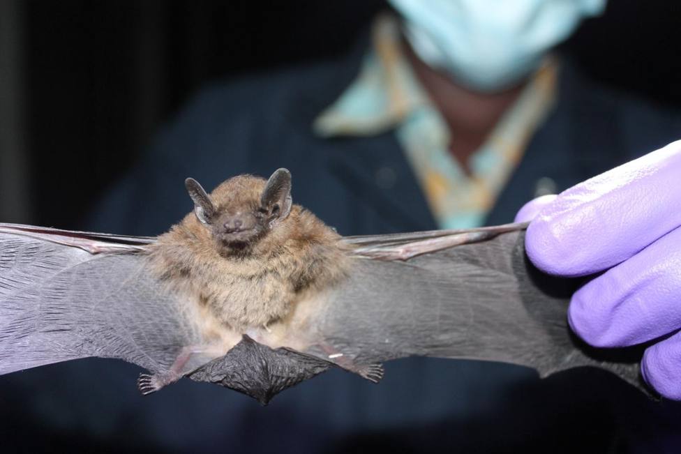 Investigadores detectan que los murciélagos portan un virus de la gripe que puede contagiarse a personas