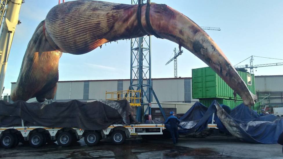 La ballena muerta en la costa asturiana ya ha sido retirada y trasladada a Gijón