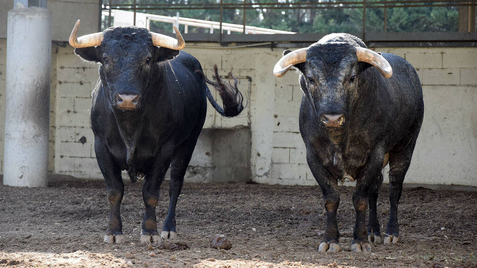 Los toros de La Quinta para la Goyesca de Arles