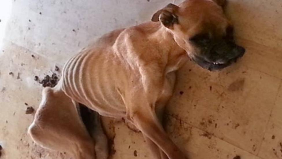 Un perro y un gato fallecen muertos de hambre en una vivienda de Logroño