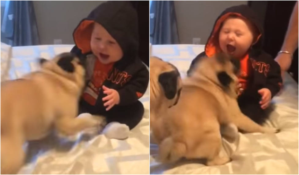 Un perro se abalanza sobre un niña y casi ocurre lo peor