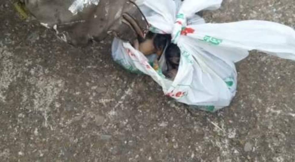Sobrevive uno de los 6 gatitos condenados a muerte en una bolsa de basura en Valgañón