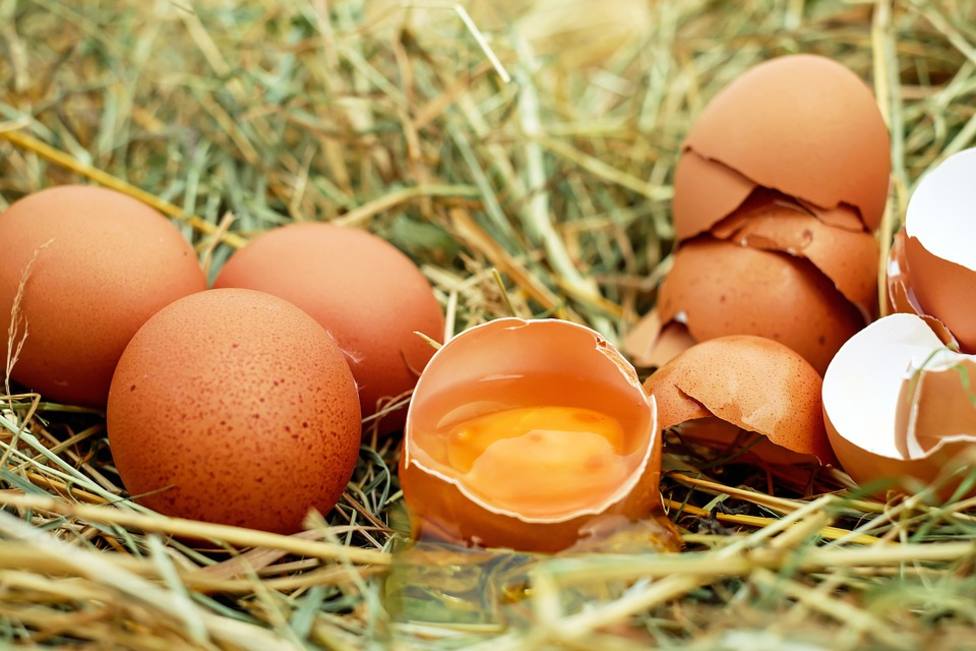 ctv-gvz-huevos-y-sus-cascaras-pixabay
