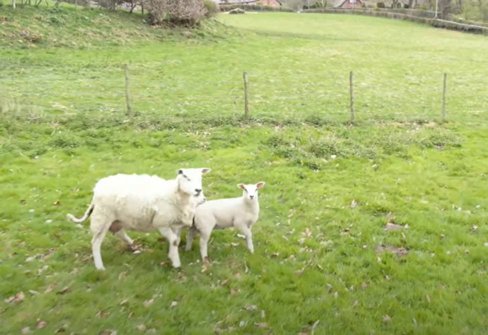 Una oveja junto a su cría observa un dron de pastoreo y esta es su sorprendente reacción