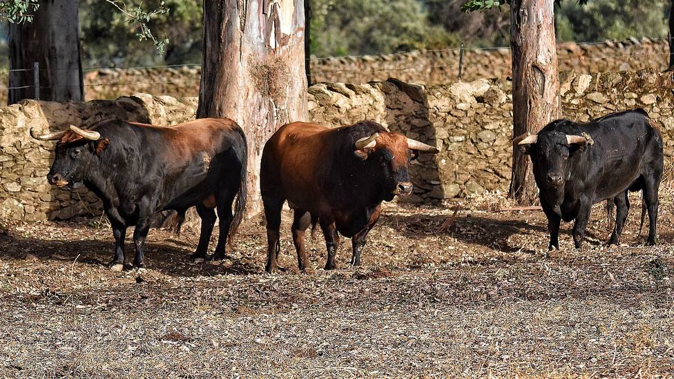 Varios de los toros de El Parralejo reseñados para las Colombinas de Huelva