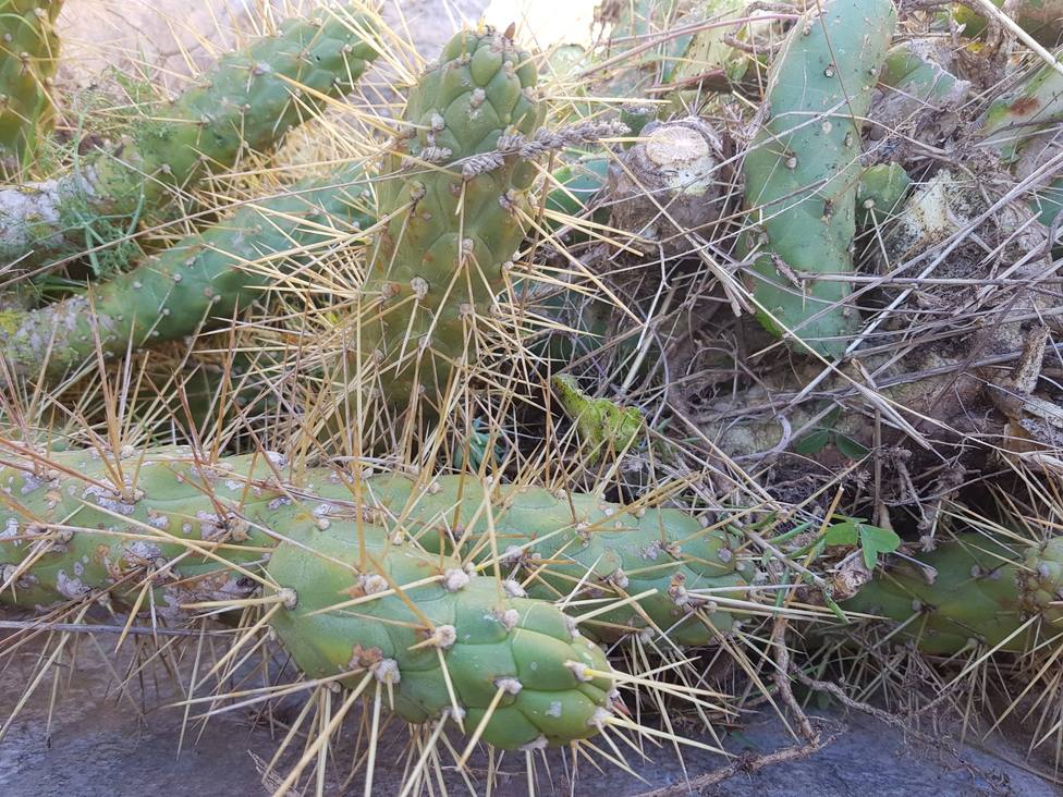 ctv-b4r-cactus-opuntia-subulata-al-ppdrm