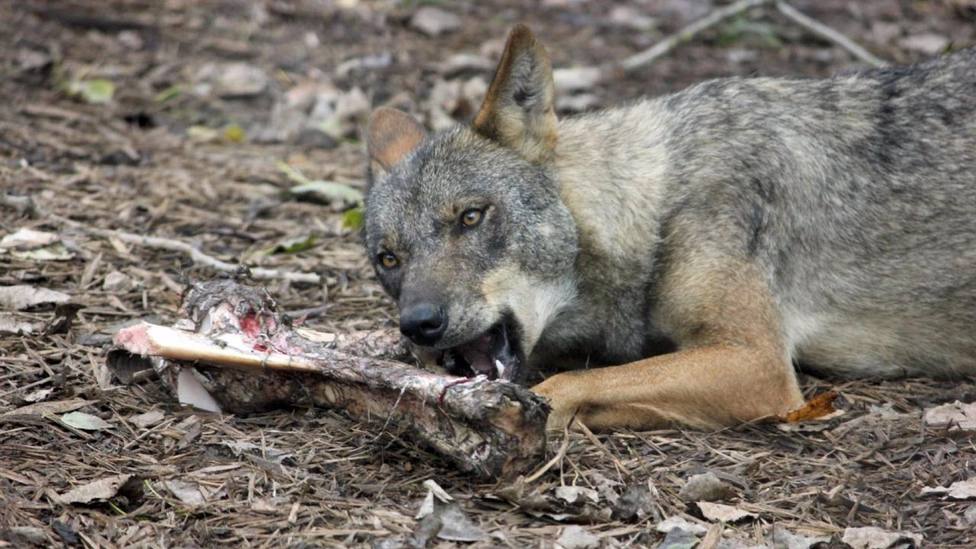 La Justicia declara nulas las extracciones de lobos autorizadas por el Gobierno en 2022