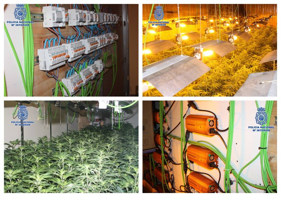 Desmantelan una plantación de más de 800 plantas de marihuana en un chalet de la Alcayna, en Molina de Segura