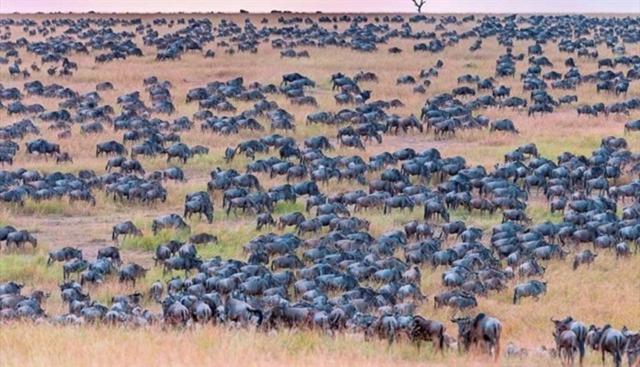 Reto visual | ¿Eres capaz de encontrar a la cebra camuflada entre esta manada de ñus?