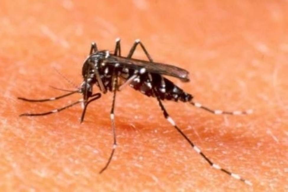 Filipinas declara alerta nacional por brote de dengue tras 456 muertes