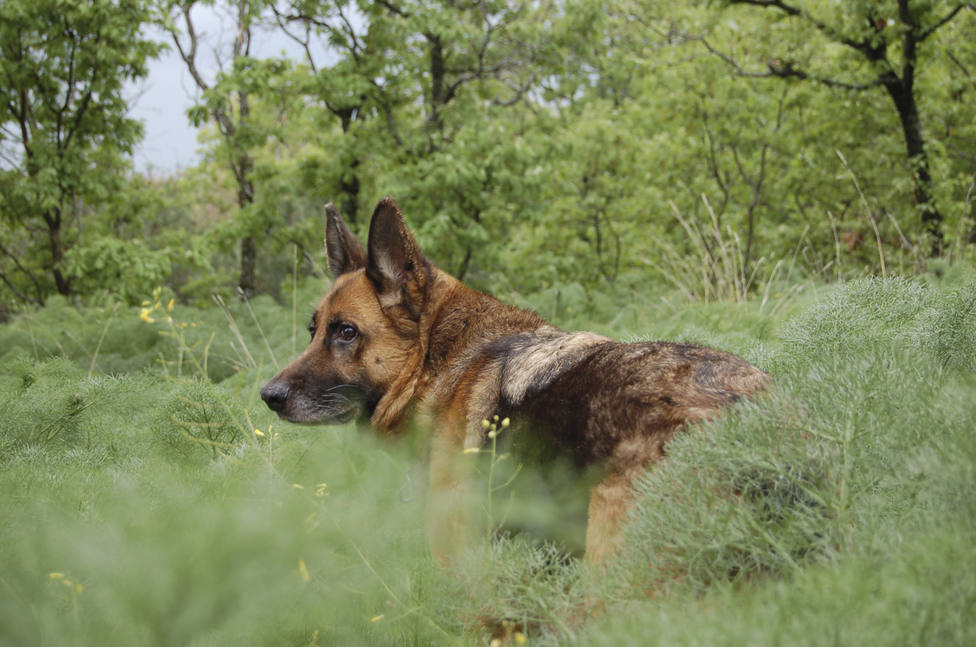 Foto de archivo de un perro de raza pastor alemán - FOTO: Efe