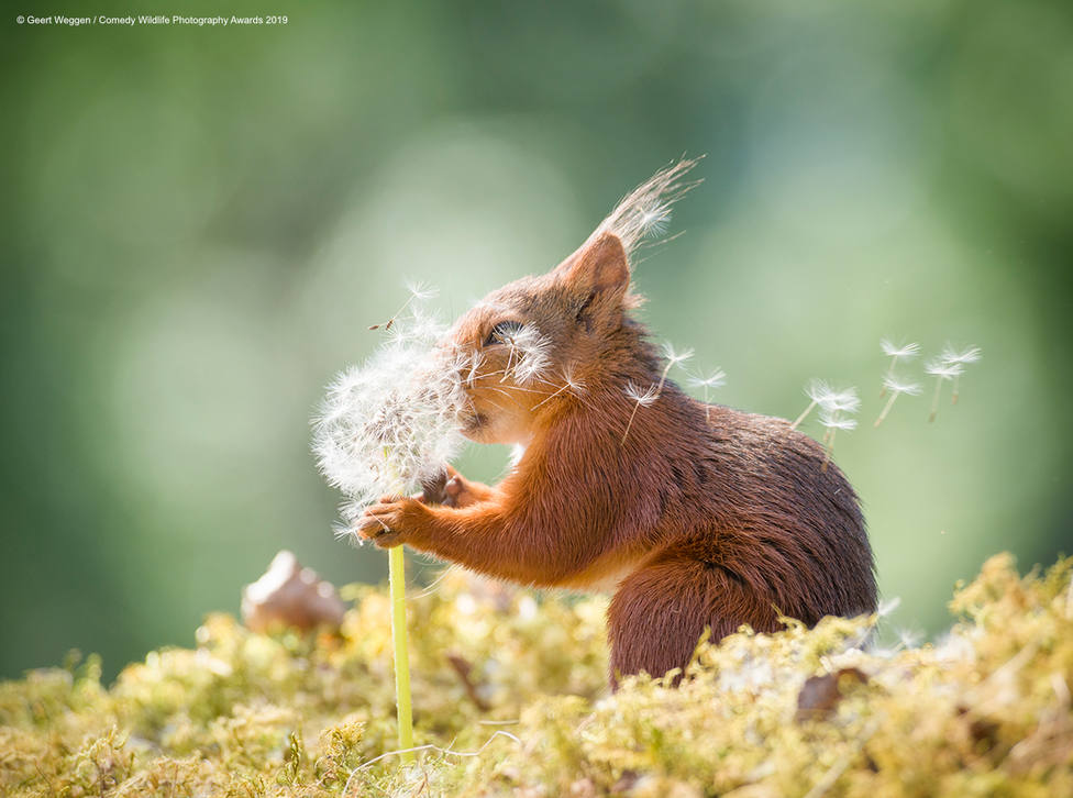 red squirrel is holding dandelion seeds