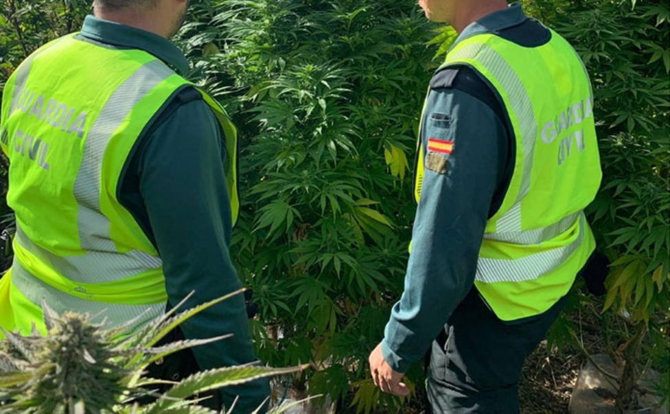 Detenido hombre de 35 años con 47 plantas de marihuana en Villanuño de Valdavia (Palencia)
