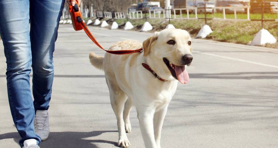 Paracuellos del Jarama limita las salidas con los perros a un máximo de tres diarias
