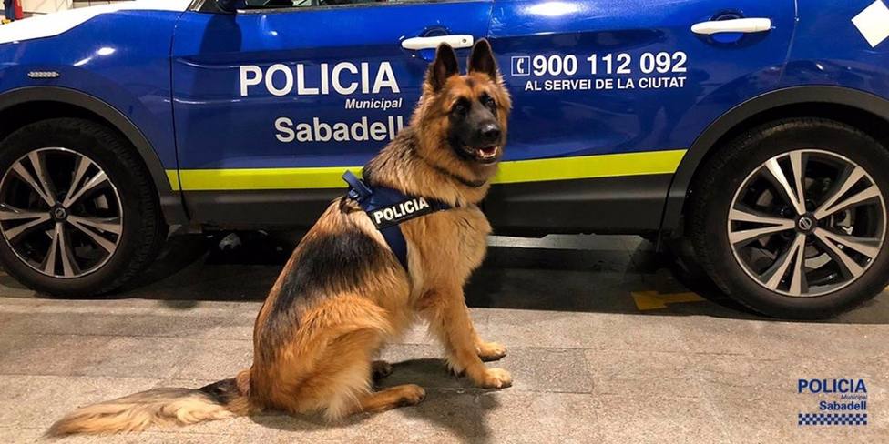 Perro Danko de la Policía Municipal de Sabadell