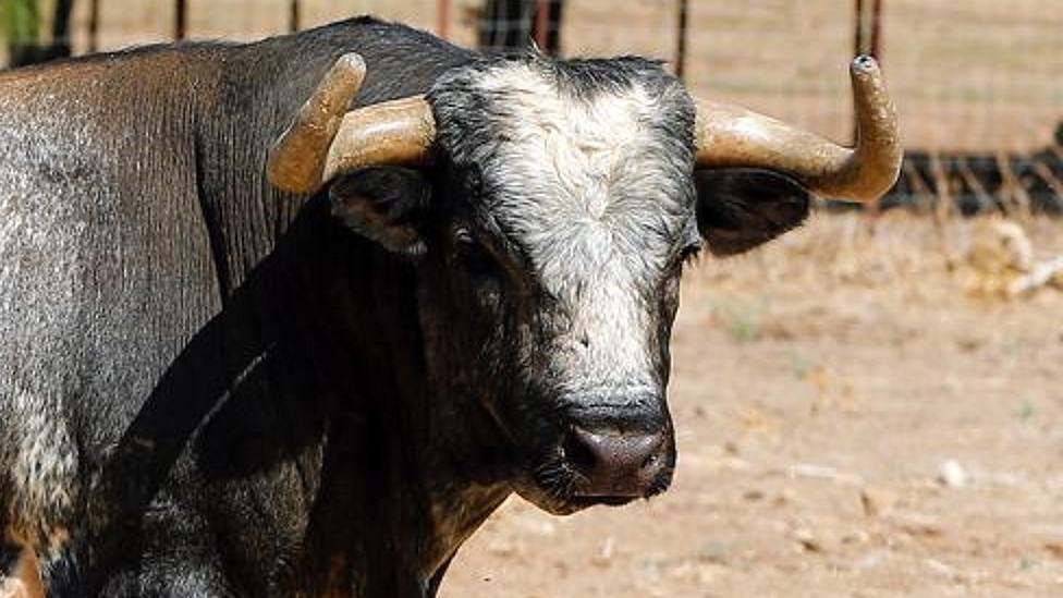 Uno de los toros de Rehuelga reseñados para el festejo de Illescas (Toledo)