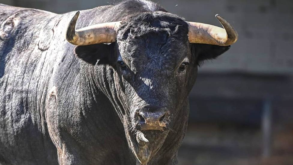 Uno de los toros de La Quinta que se lidiarán en la Feria de Pascua de Arles