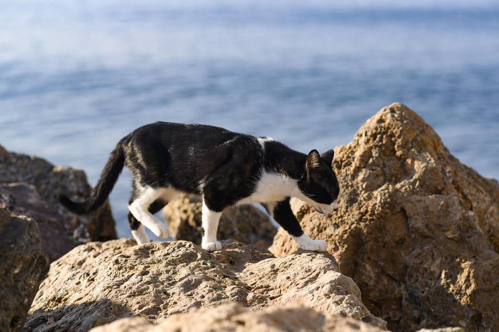 Almería controlará las colonias de gatos en la nueva Ordenanza Municipal sobre Tenencia de Animales