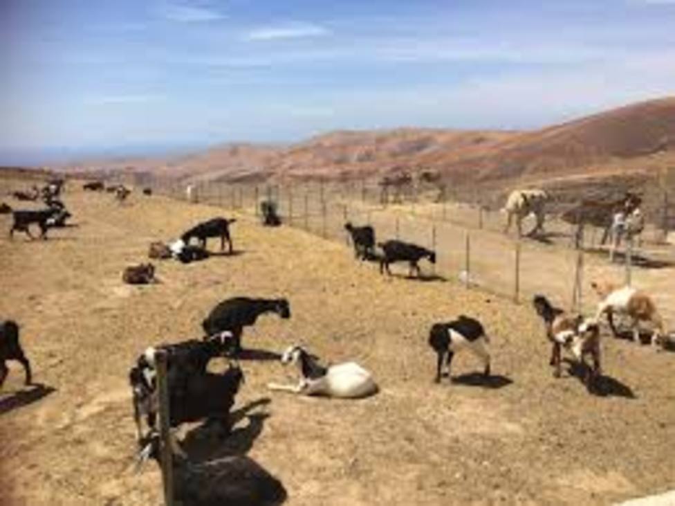 Cabras de Fuerteventura