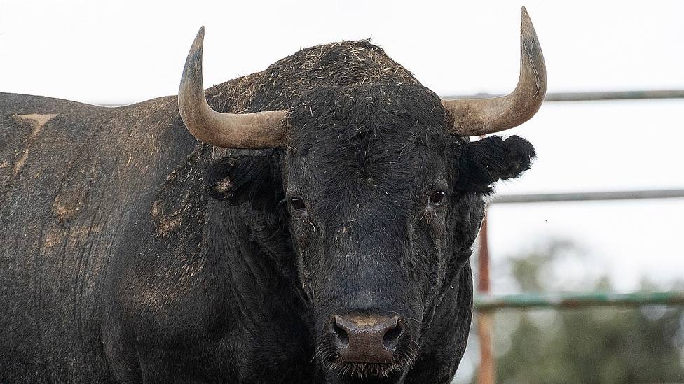 Uno de los toros de Victorino Martín reseñados para la Feria de Burgos