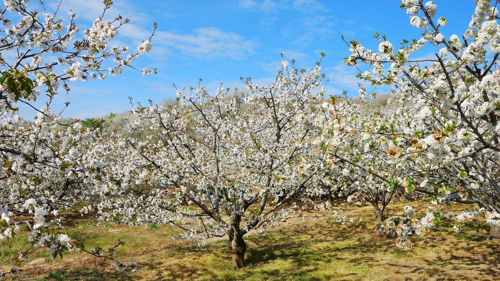 Valle del Jerte: fechas claves del cerezo en flor
