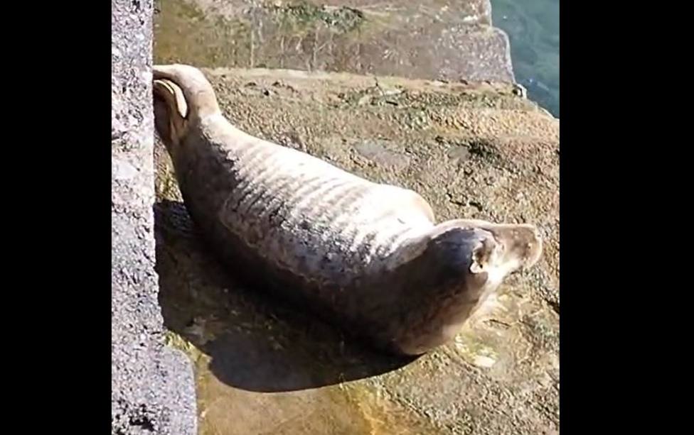 Una foca se tumba a tomar el sol en el puerto de Gorliz