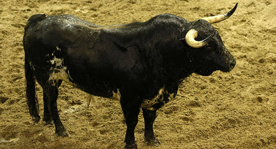 6º.- Número 20. Enamorado. Negro burraco salpicado. 501 kilos. 08/2010. (Victoriano del Río). ARJONA