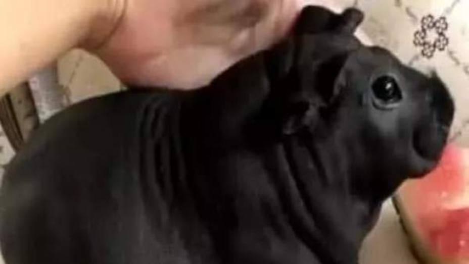 La sorprendente reacción de un hombre que compró un perro y recibió otro animal
