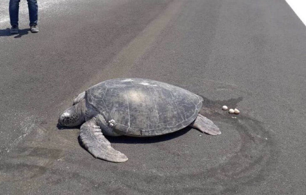 Una tortuga deja sus huevos en la pista de aterrizaje que antes era una playa