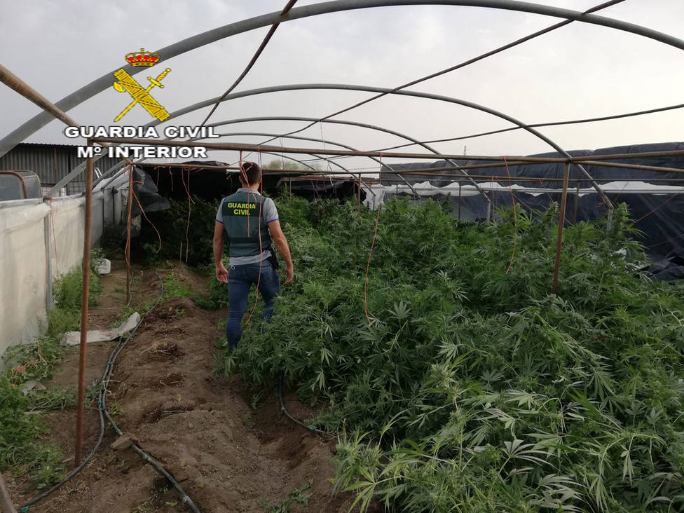 Detenciones en Lebrija por cultivo de marihuana