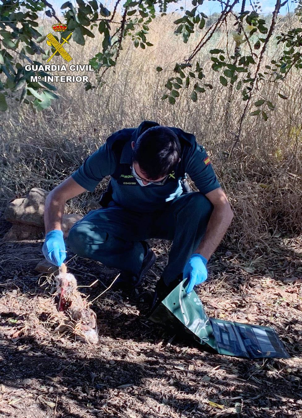 Sucesos.- La Guardia Civil investiga a cuatro personas por utilizar presuntamente cebos envenenados en fincas agrÃ­colas