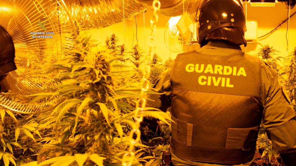 Detenidas 45 personas e intervenidas 5.677 plantas de marihuana