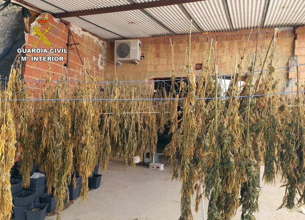 La Guardia Civil desmantela en una finca de Águilas un cultivo ilícito de marihuana