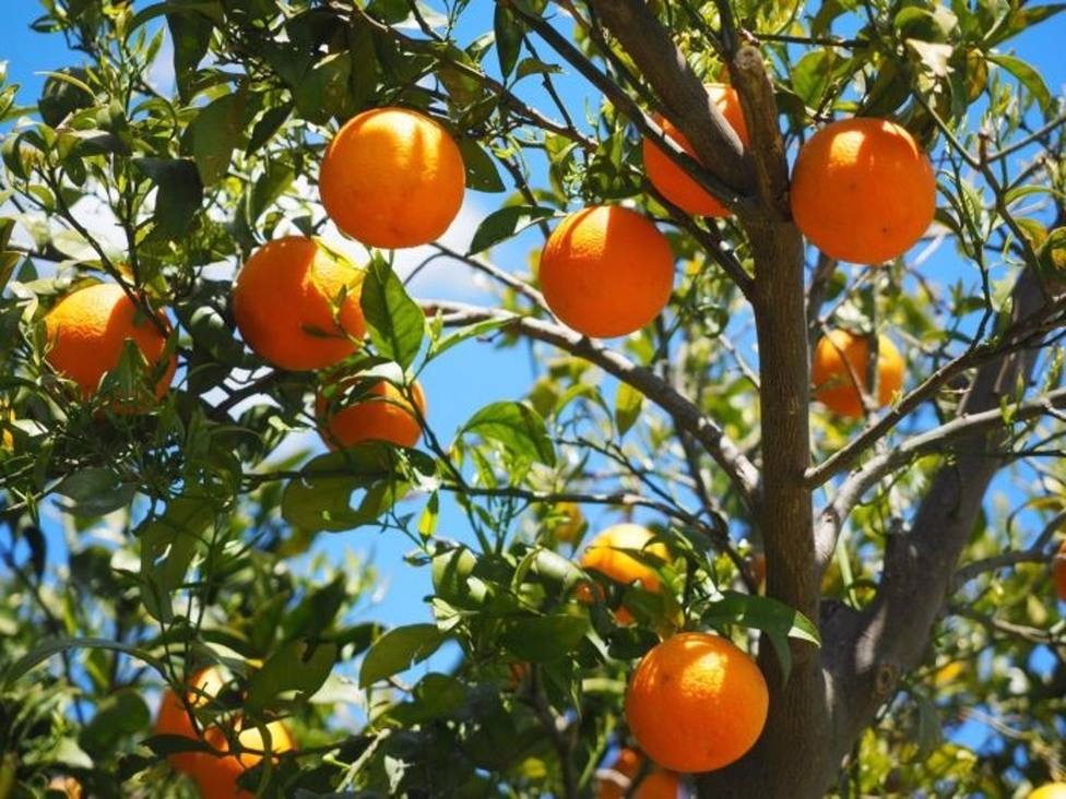 Asaja señala que la recolección de la naranja comienza con descenso de producción y mucha incertidumbre
