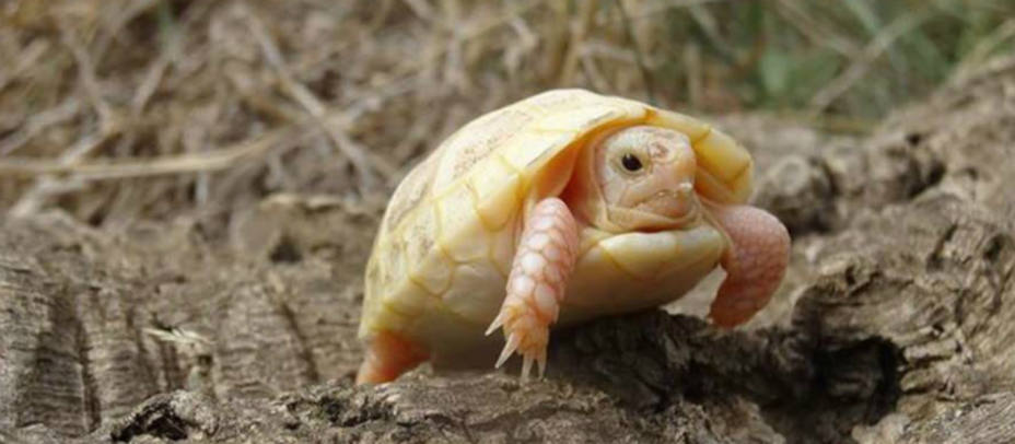 La pequeña tortuga albina nacida en Sureda. Photo DR/La Vallée des tortues