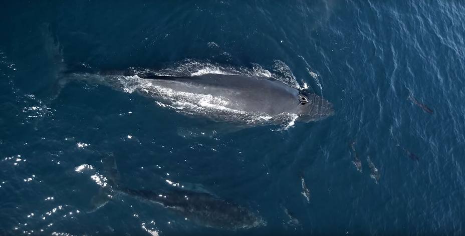 Un dron graba a 1.500 delfines jugando con dos ballenas jorobadas en California