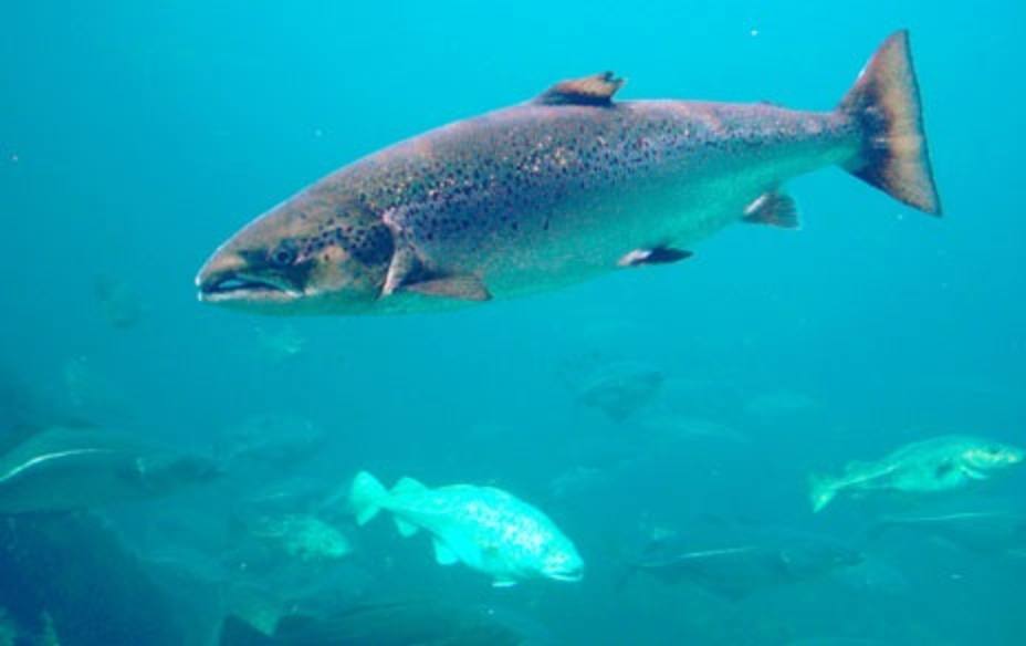 Científicos proponen la creación de áreas protegidas para que no desaparezca el salmón por el cambio climático
