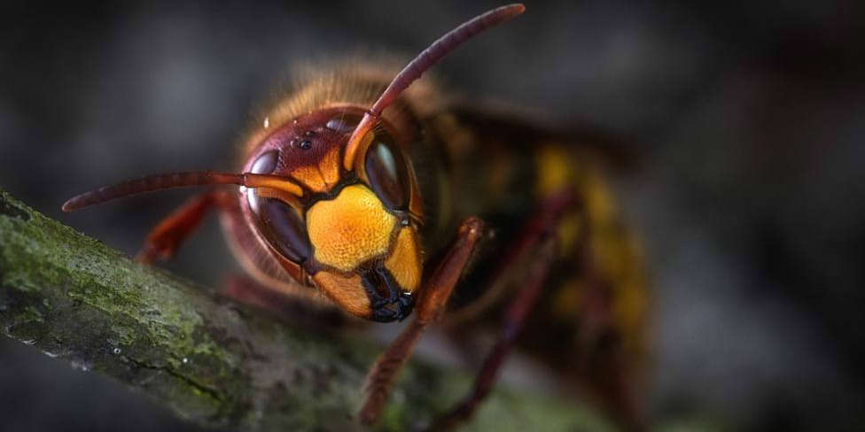 Los apicultores piden medidas para que no llegue a Galicia la avispa mandarina