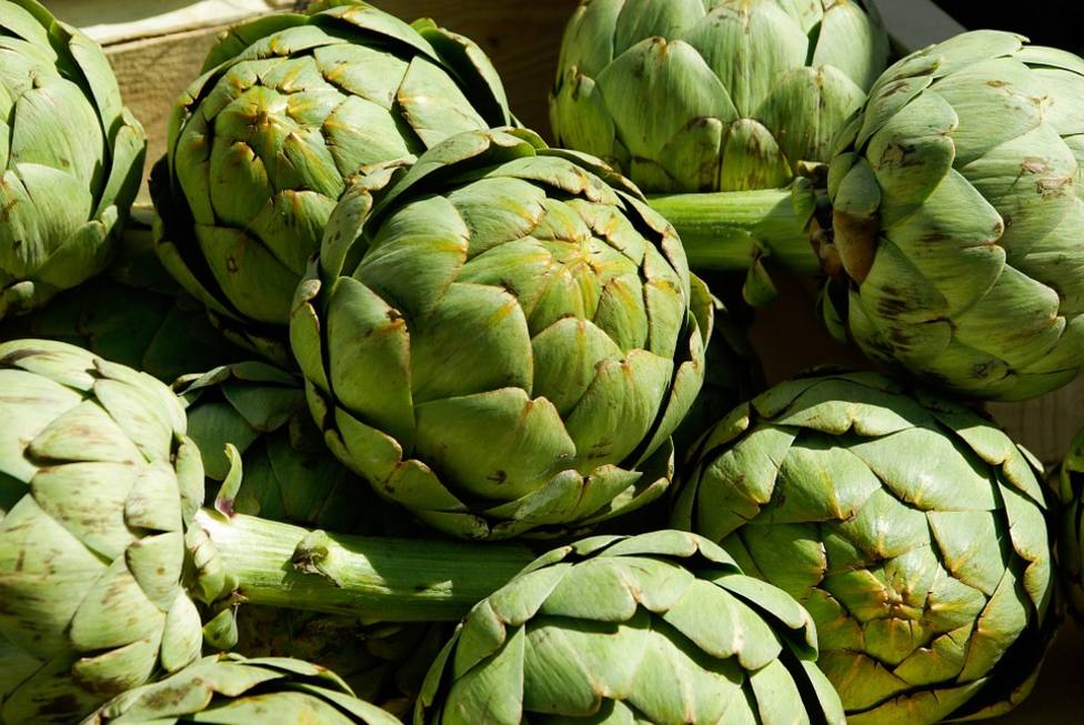 Murcia produce la tercera parte de la cosecha nacional de alcachofas