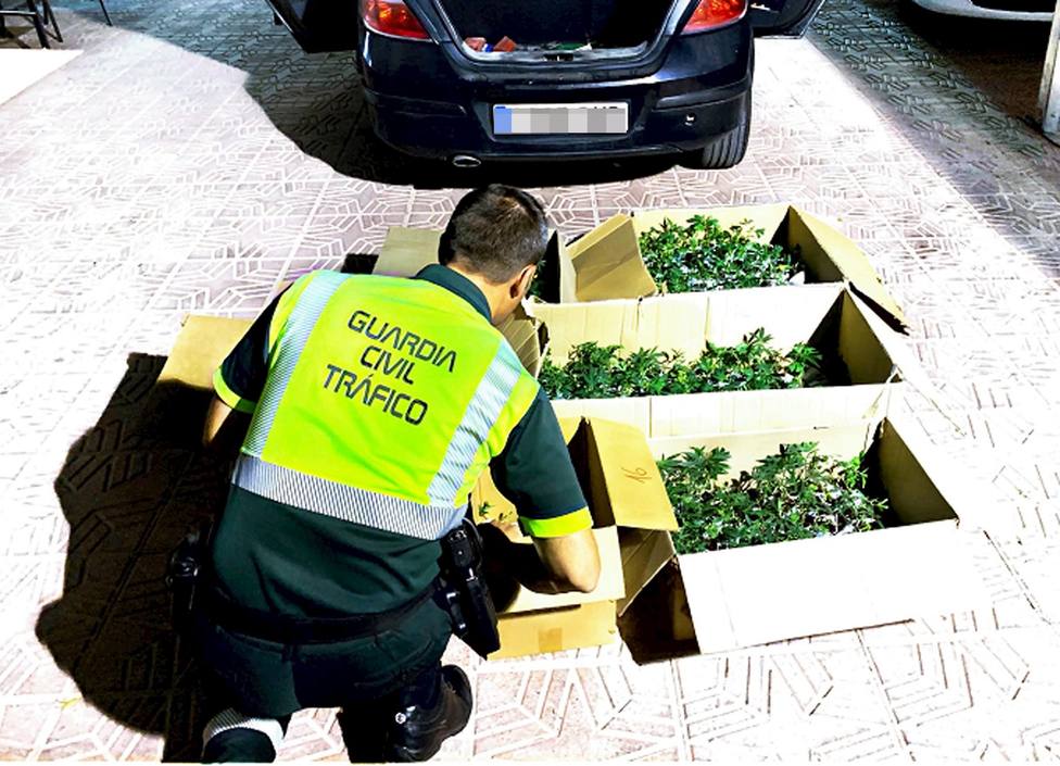 Guardia Civil detiene a dos personas cuando transportaban 505 plantas de marihuana en un vehículo
