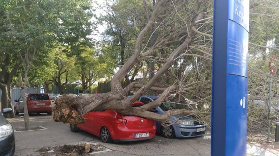 La imagen del árbol caído sobre dos vehículos en la Cartuja (Sevilla). Foto ABC