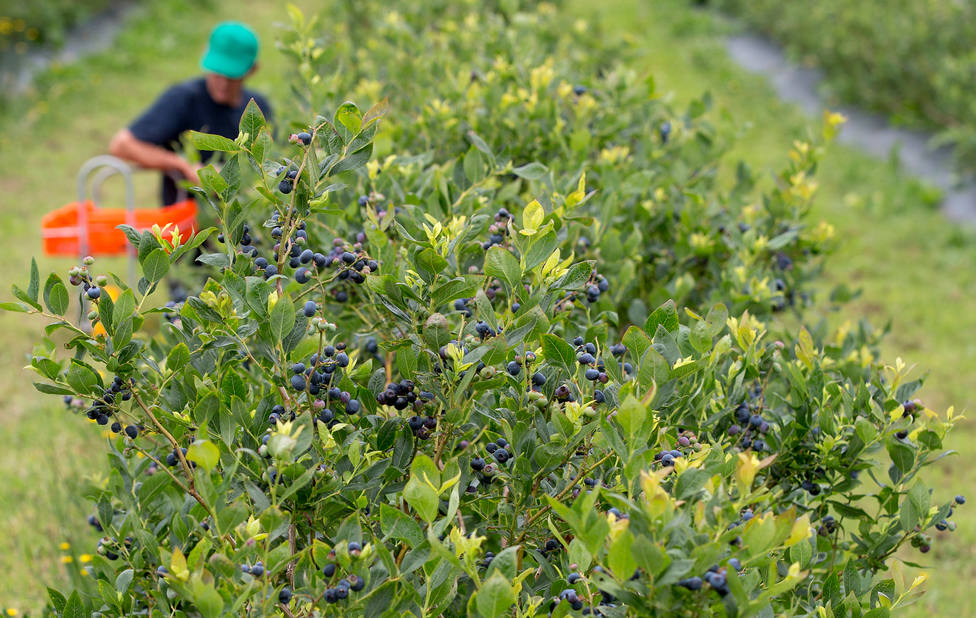 Los arándanos se recogen en los meses centrales del verano - FOTO: Bio Fruit Farmers