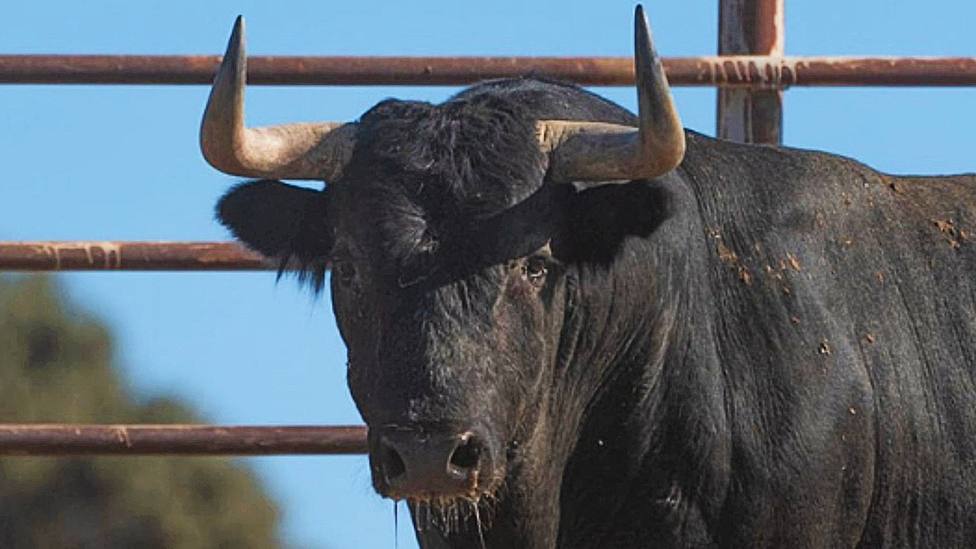 Uno de los toros de Victorino Martín reseñados para el primer festejo de la feria de Alcalá de Henares
