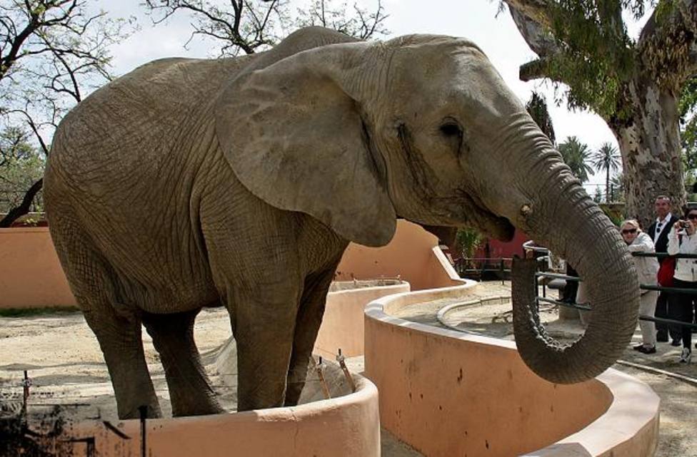 ¿Por qué llora Jerez la muerte de un elefante en Hungría?