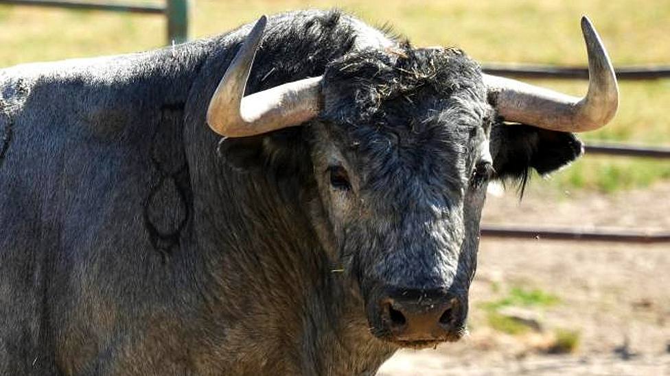 Patatero, uno de los toros de Victorino Martín reseñados para la Feria de Abril