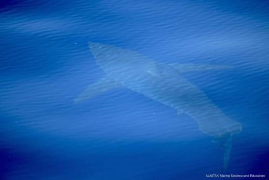 Avistado en Baleares un tiburón blanco de cinco metros